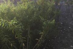 IMG-20240928-WA0005