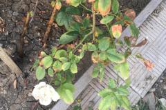 IMG-20240928-WA0015
