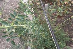 IMG-20240928-WA0019